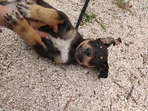 🐶 “Dodo, un cucciolo che non vuole crescere invisibile” Foto 11